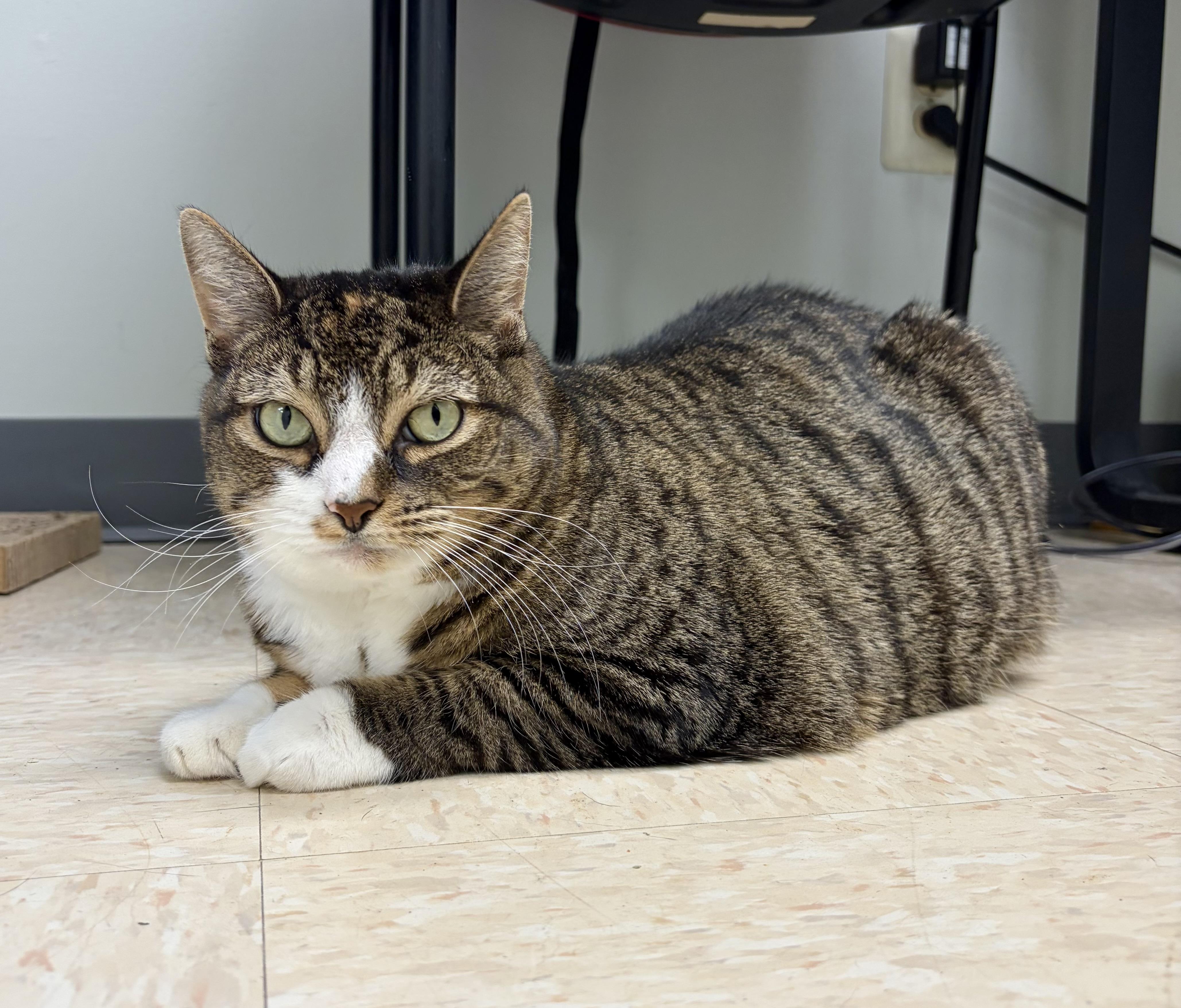 Enlarge Dory, a Adoptable mixed breed in New Hope, PA image 2/4