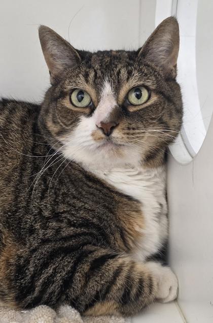 Enlarge Dory, a Adoptable mixed breed in New Hope, PA image 2/3