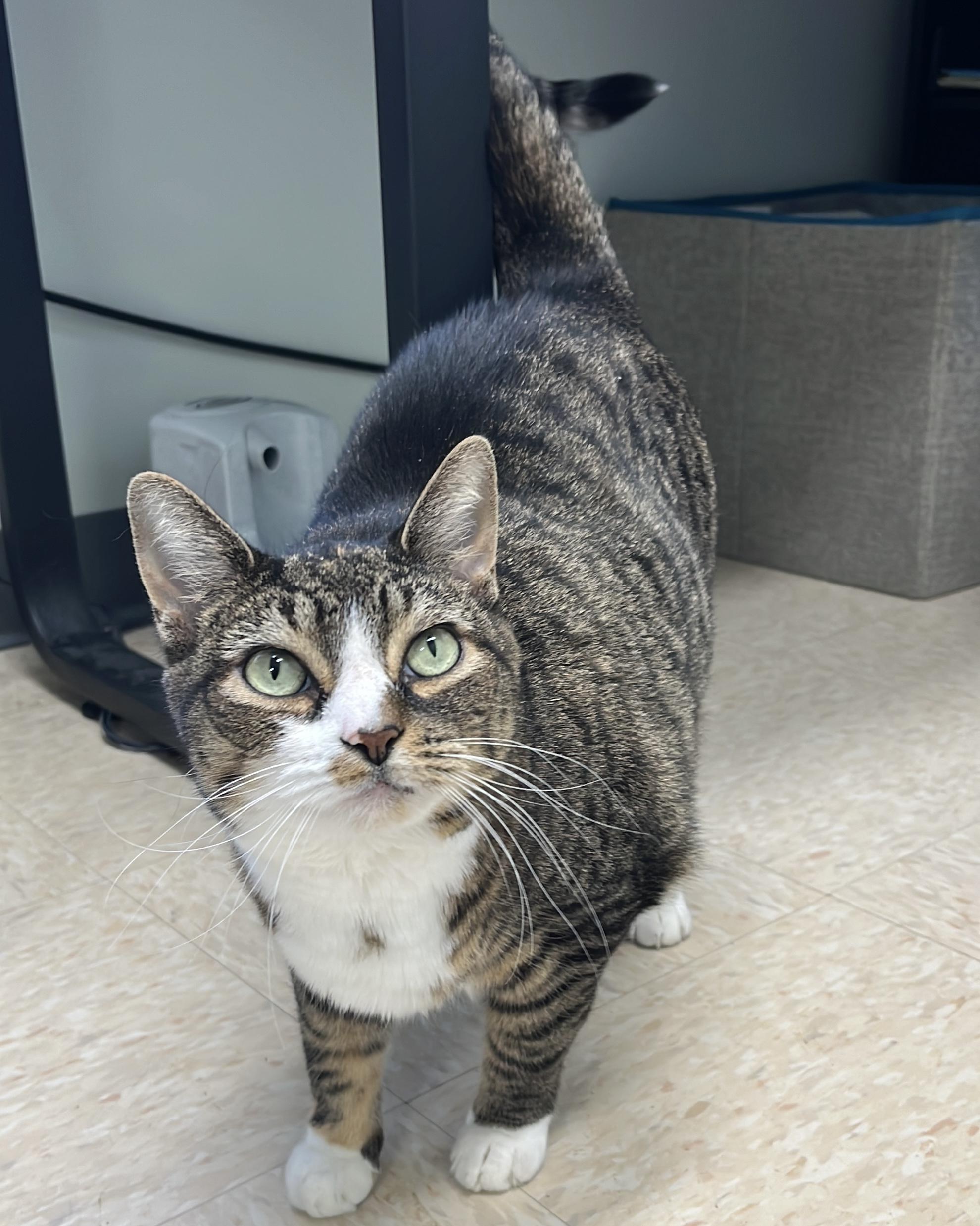 Dory, Adoptable, Senior Female Domestic Short Hair.