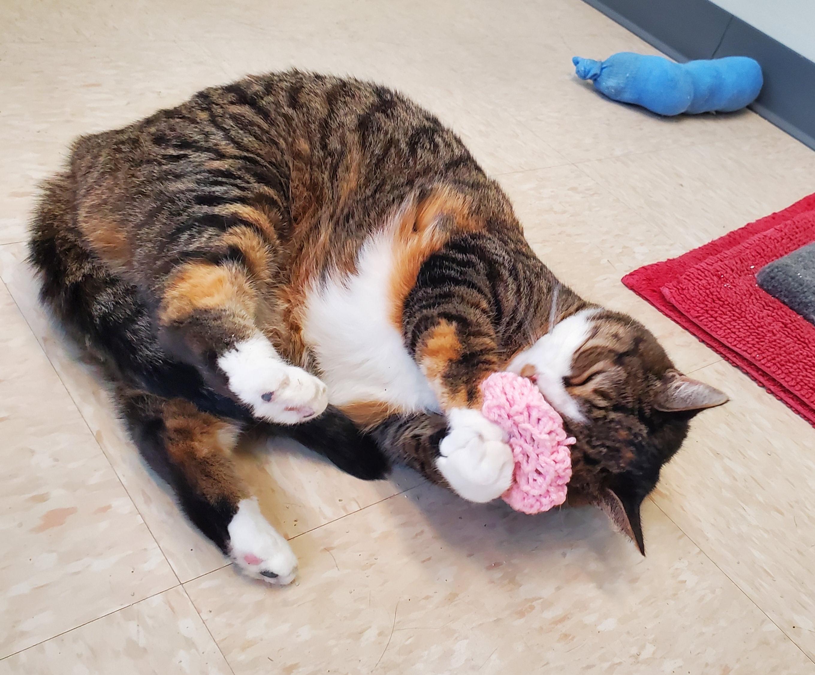 Enlarge Dory, a Adoptable mixed breed in New Hope, PA image 3/4