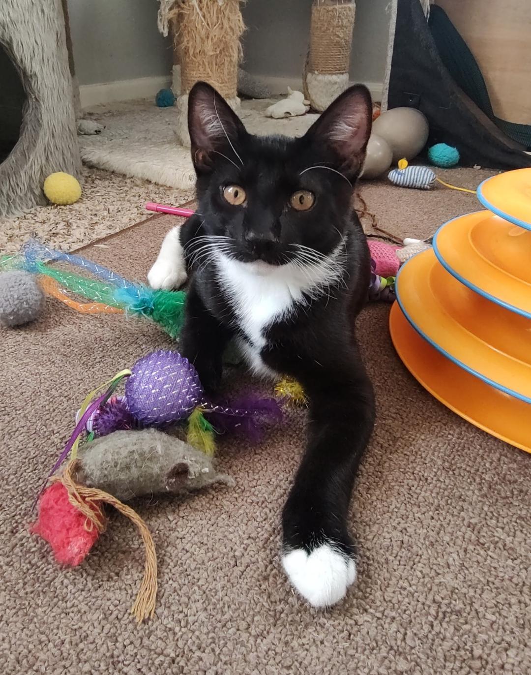 Tony Bennett, ADOPTABLE, Kitten Male Domestic Short Hair.