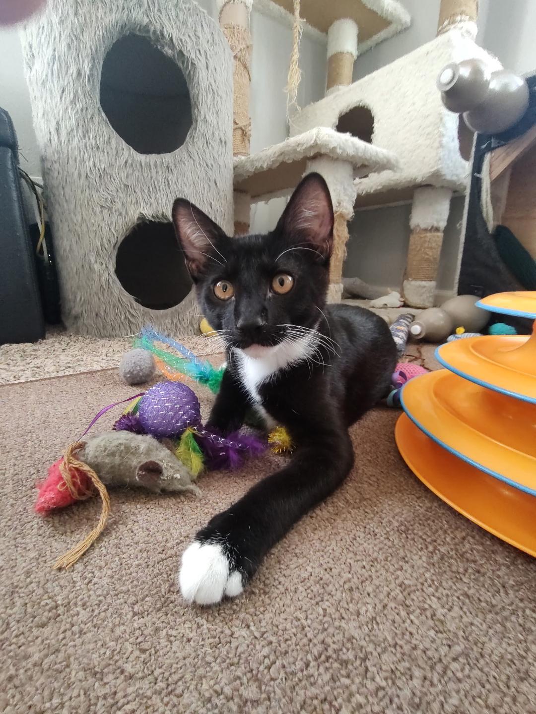 Enlarge Tony Bennett, a ADOPTABLE mixed breed in Pasco, WA image 2/6