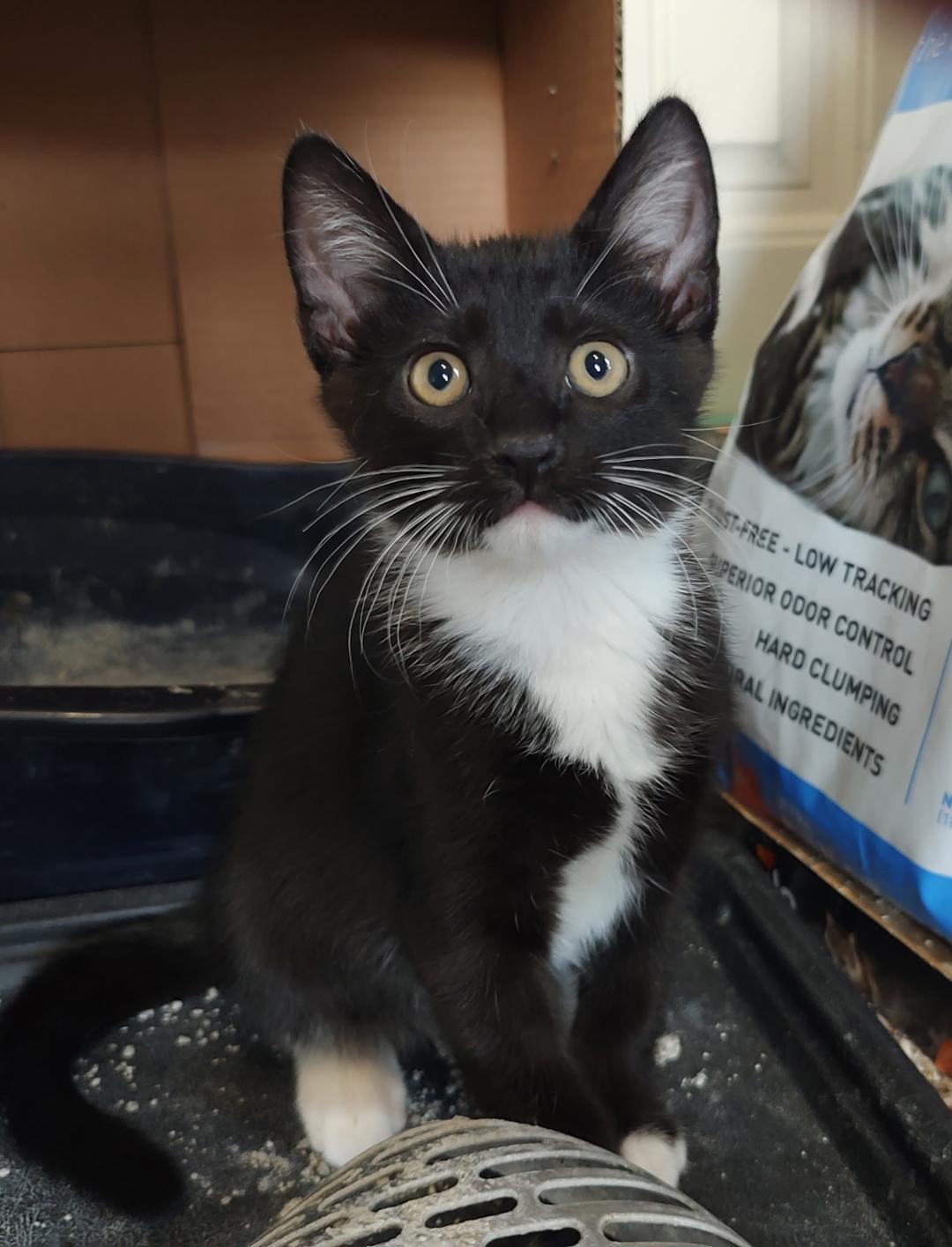 Enlarge Tony Bennett, a ADOPTABLE mixed breed in Pasco, WA image 5/6