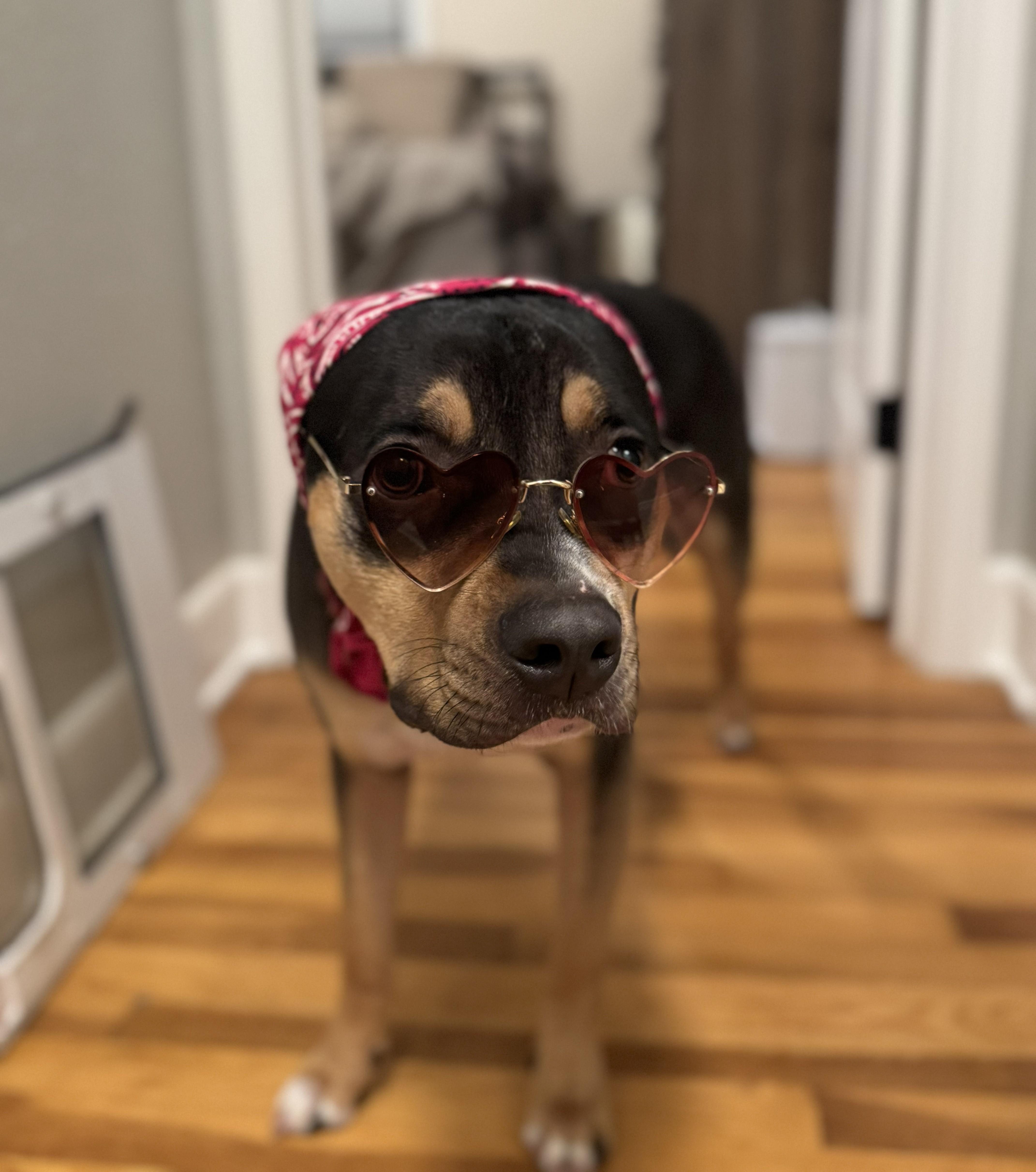 Dewey, Adoptable, Young Male Staffordshire Bull Terrier & Pit Bull Terrier.