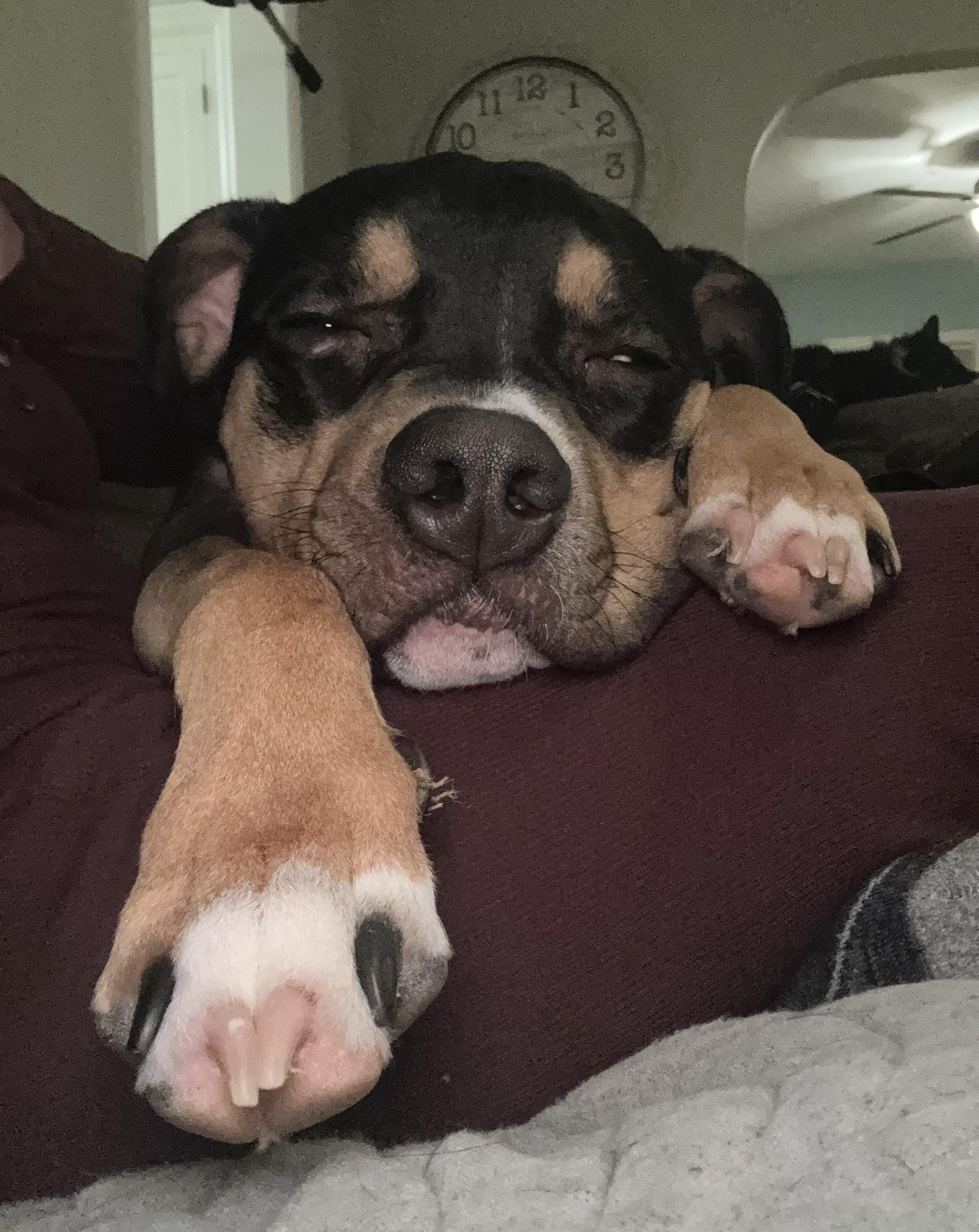 Enlarge Dewey, a Adoptable mixed breed in Elk, WA image 4/6