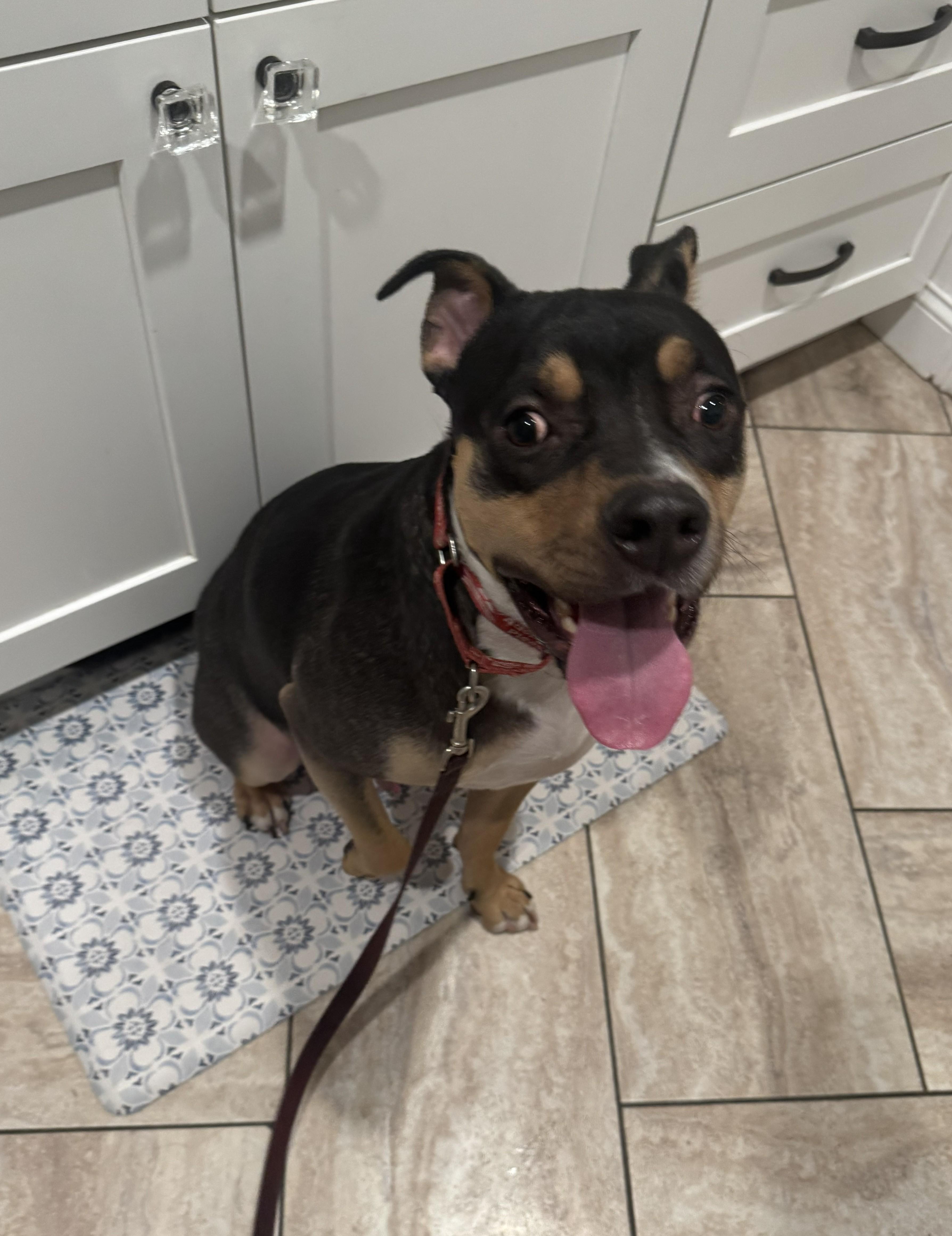 Enlarge Dewey, a Adoptable mixed breed in Elk, WA image 5/6