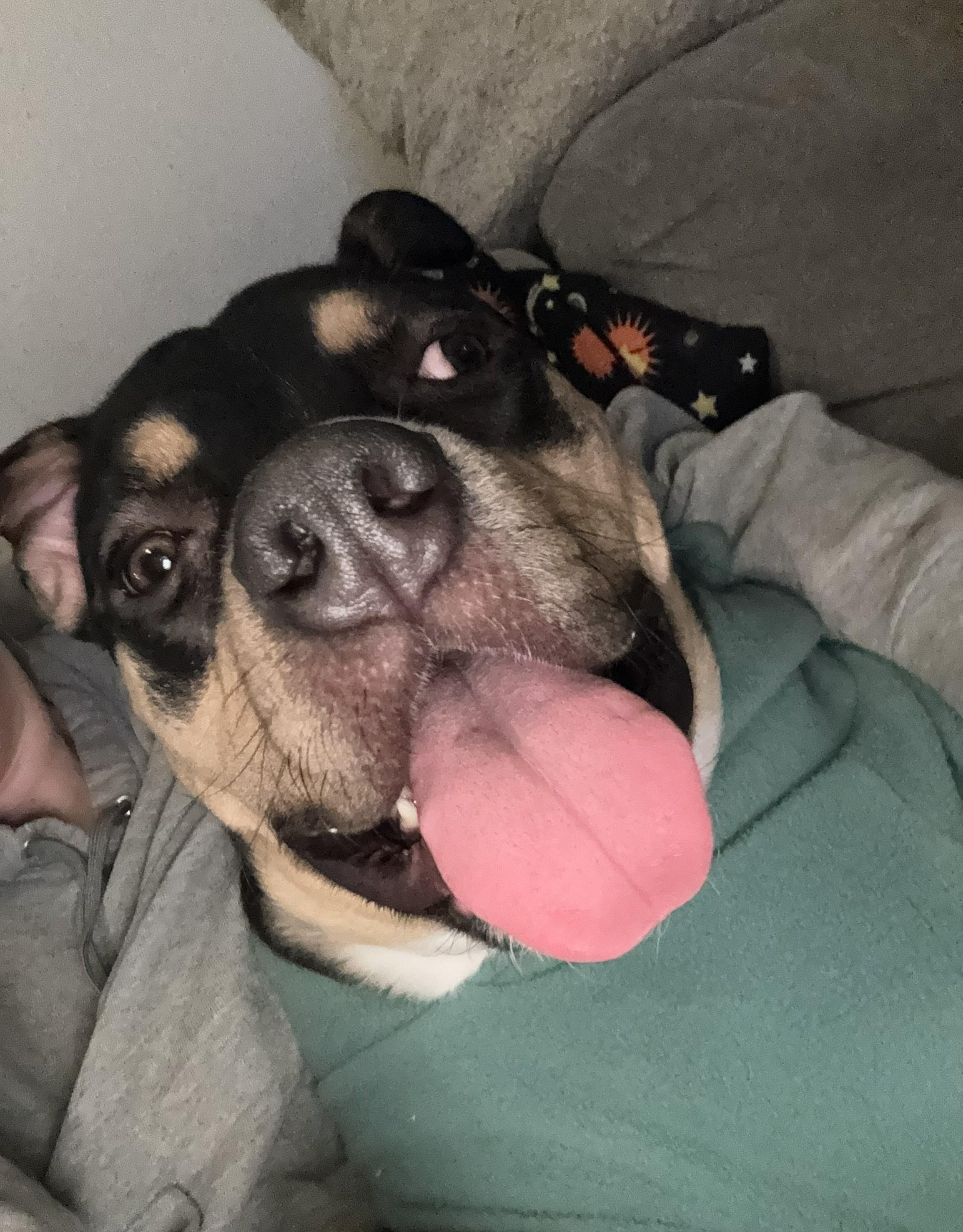 Enlarge Dewey, a Adoptable mixed breed in Elk, WA image 6/6