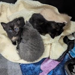 Umbreon, an adopted Domestic Short Hair in Annapolis, MD image 5/6