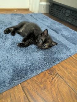 Umbreon, an adopted Domestic Short Hair in Annapolis, MD image 6/6