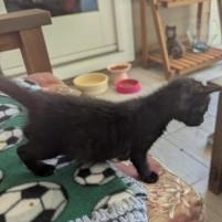Umbreon, an adopted Domestic Short Hair in Annapolis, MD image 4/6
