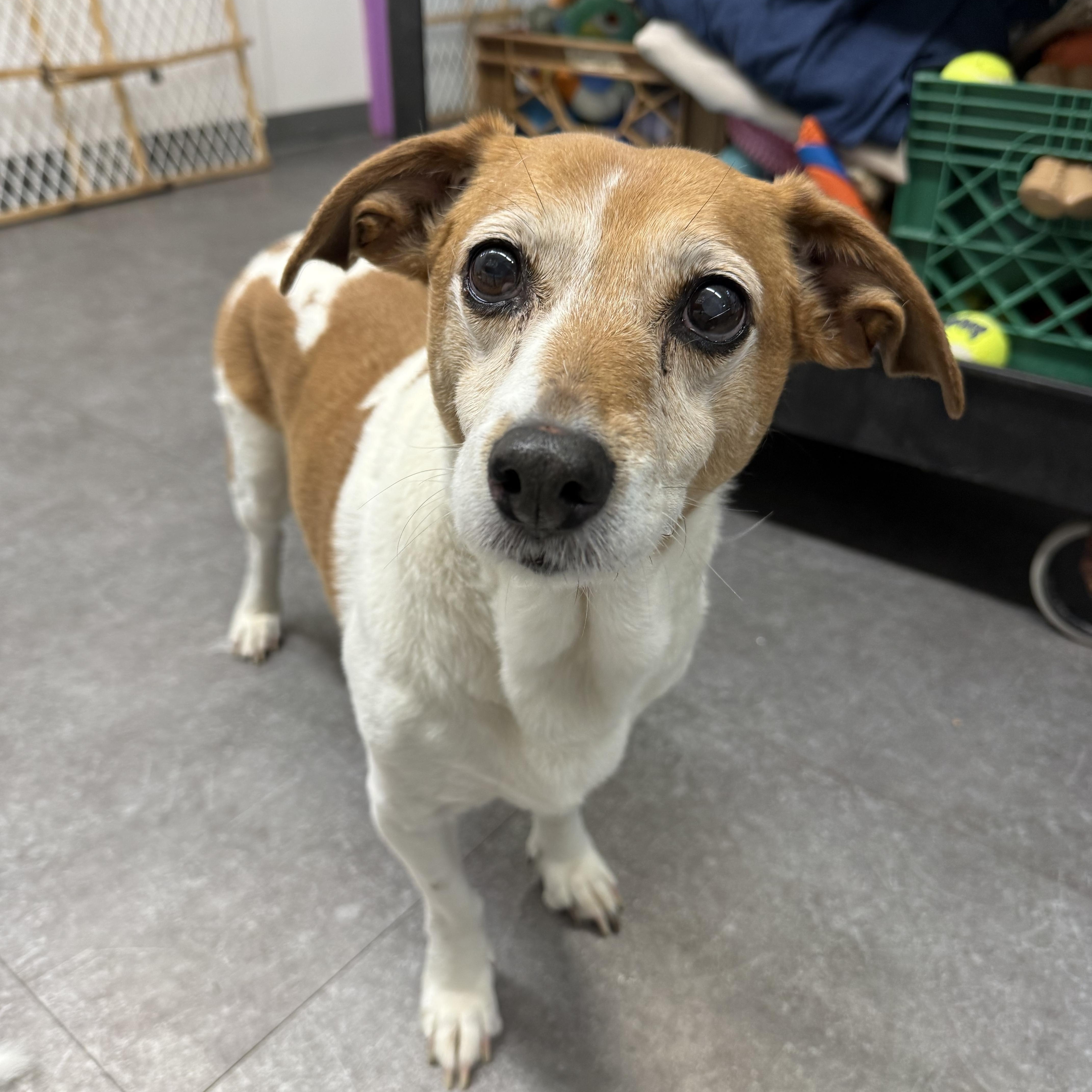 Enlarge Julie, an adoptable mixed breed in Delhi, NY image 1/1