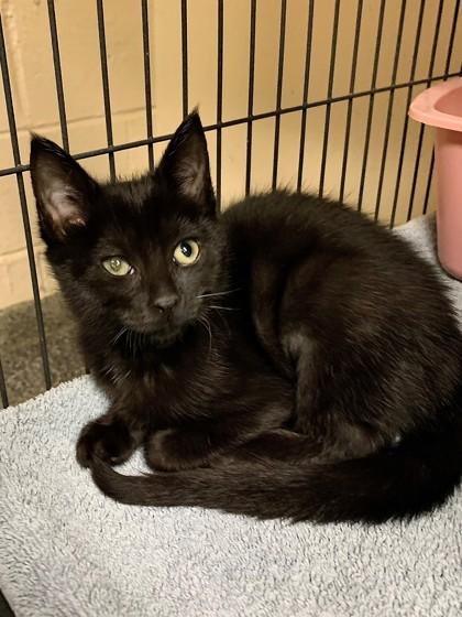 Enlarge Sybil, a Adoptable mixed breed in Norfolk, VA image 1/2