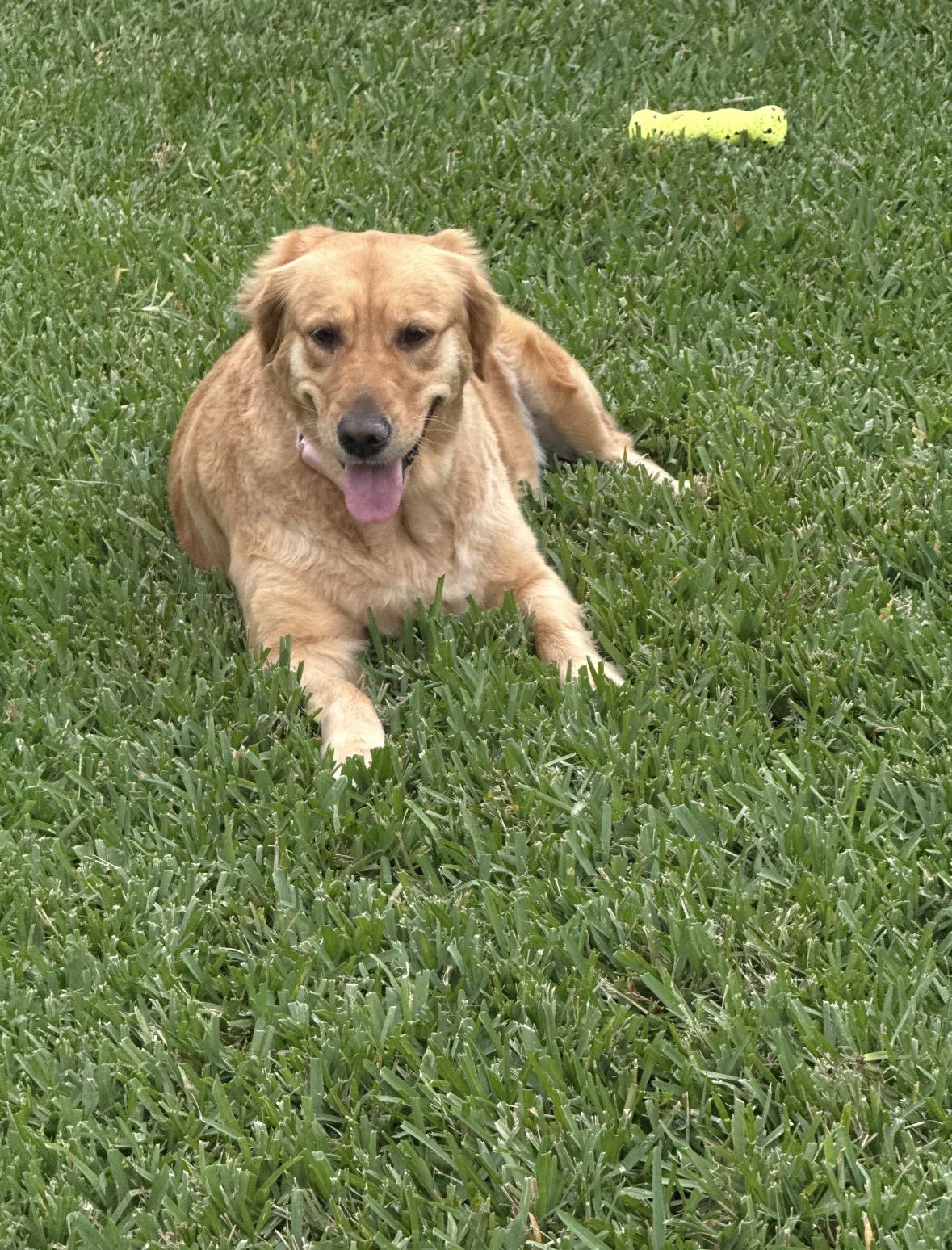 Bailey , ADOPTABLE, Young Female Golden Retriever.