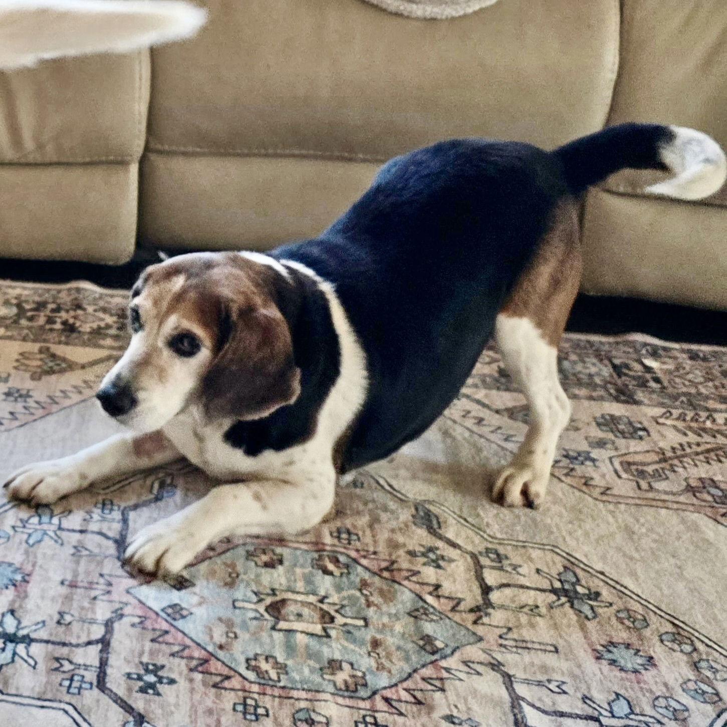 Enlarge Dorothy 2026, a Adoptable Beagle in Norwood, OH image 2/2