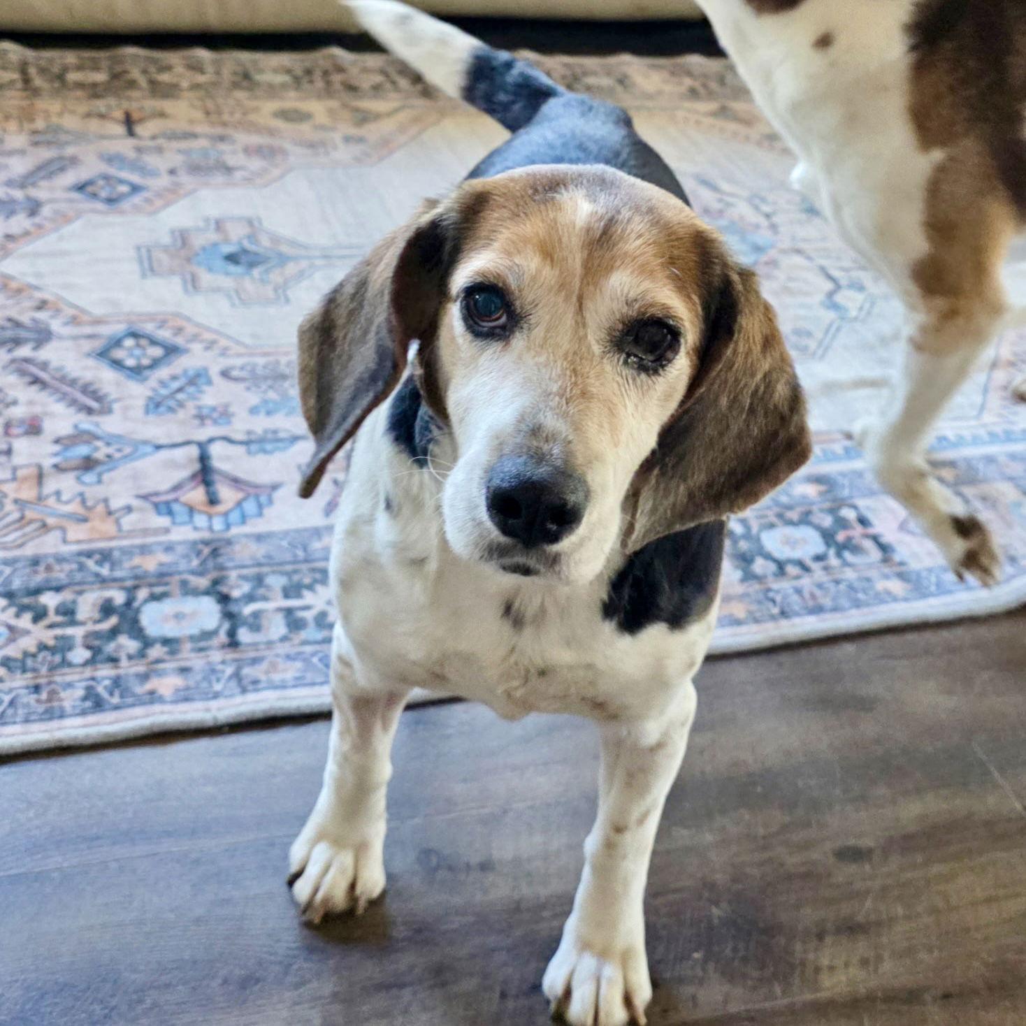 Dorothy 2026, Adoptable, Senior Female Beagle.