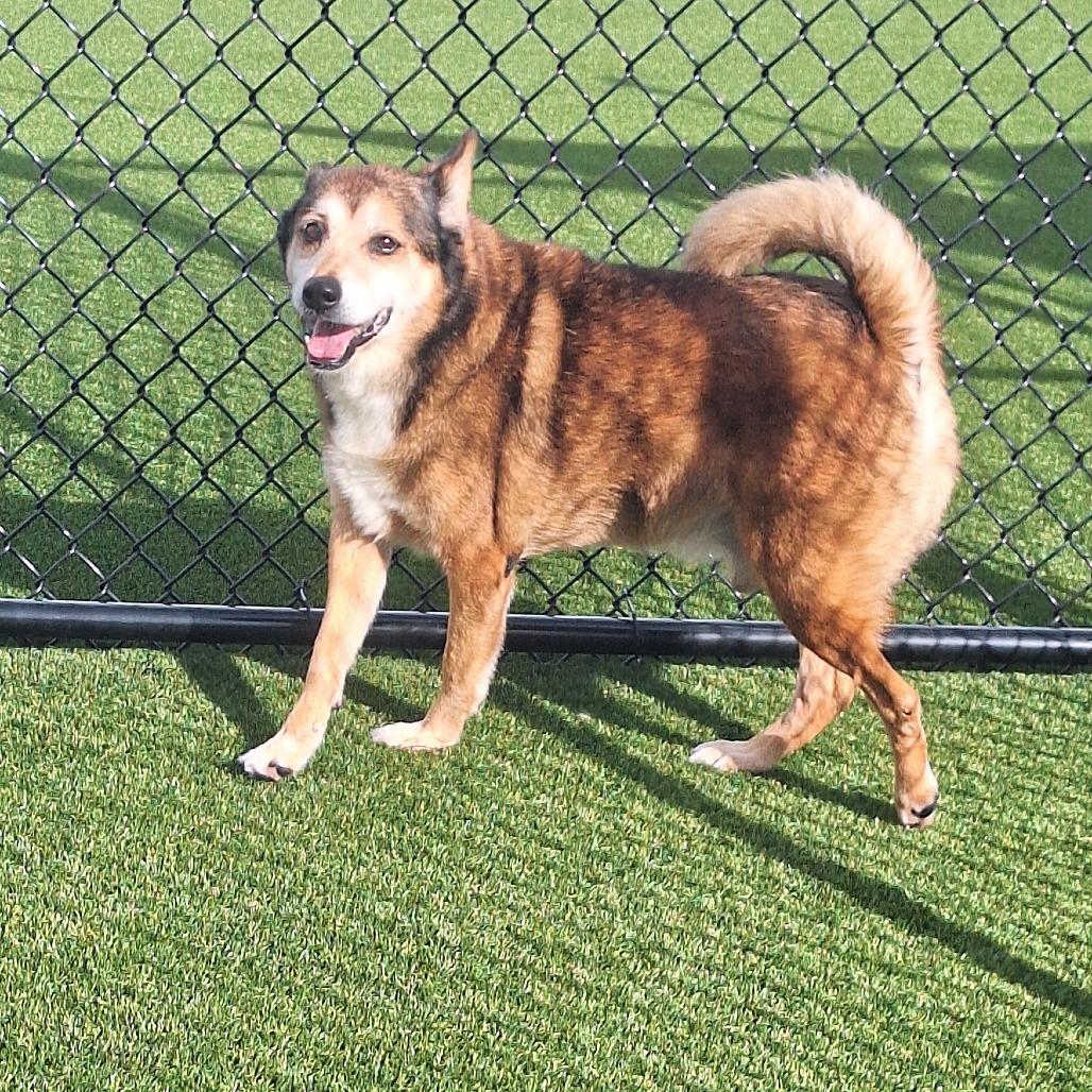 Enlarge Tanuki 4224, a Adoptable Mixed Breed in LOXAHATCHEE, FL image 1/3