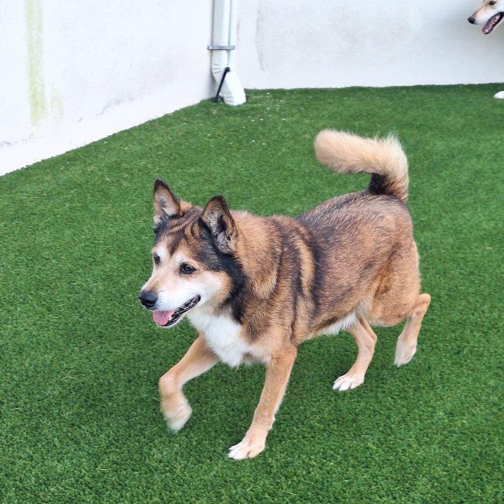 Enlarge Tanuki 4224, a Adoptable Mixed Breed in LOXAHATCHEE, FL image 2/3