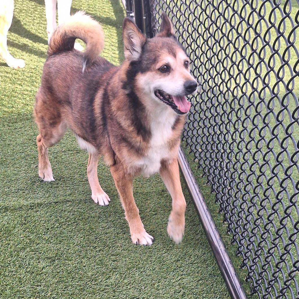 Enlarge Tanuki 4224, a Adoptable Mixed Breed in LOXAHATCHEE, FL image 3/3