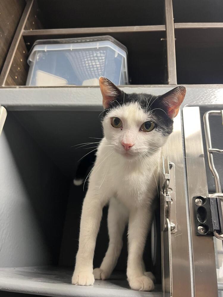 Enlarge Jay Jay, a Adoptable Domestic Short Hair in Naranjito, PR image 1/5