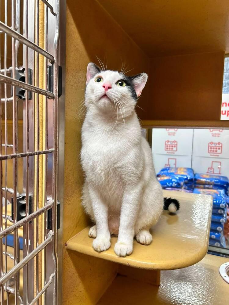 Jay Jay, a Adoptable Domestic Short Hair in Naranjito, PR image 2/6