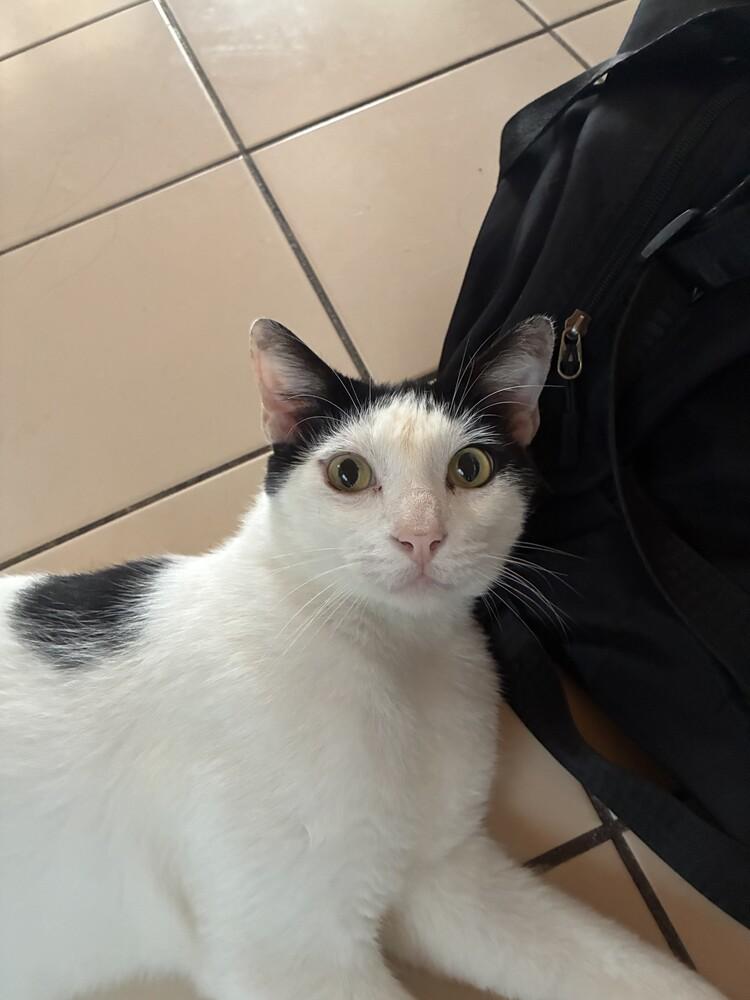 Enlarge Jay Jay, a Adoptable Domestic Short Hair in Naranjito, PR image 2/5