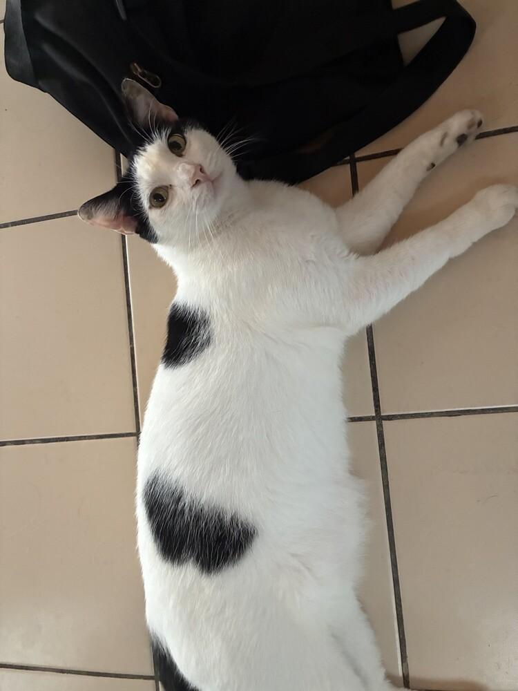 Enlarge Jay Jay, a Adoptable Domestic Short Hair in Naranjito, PR image 3/5