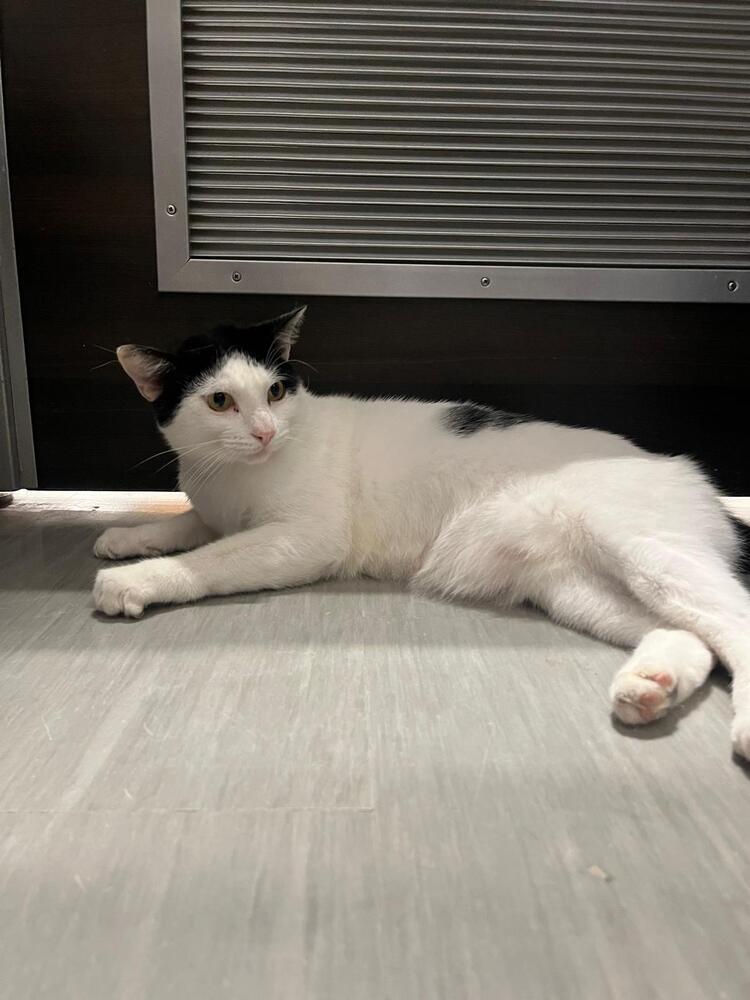 Enlarge Jay Jay, a Adoptable Domestic Short Hair in Naranjito, PR image 4/5