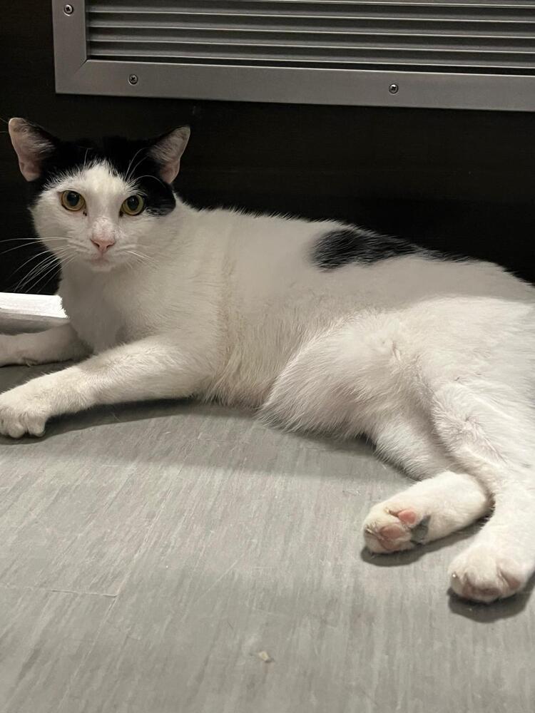 Enlarge Jay Jay, a Adoptable Domestic Short Hair in Naranjito, PR image 5/5
