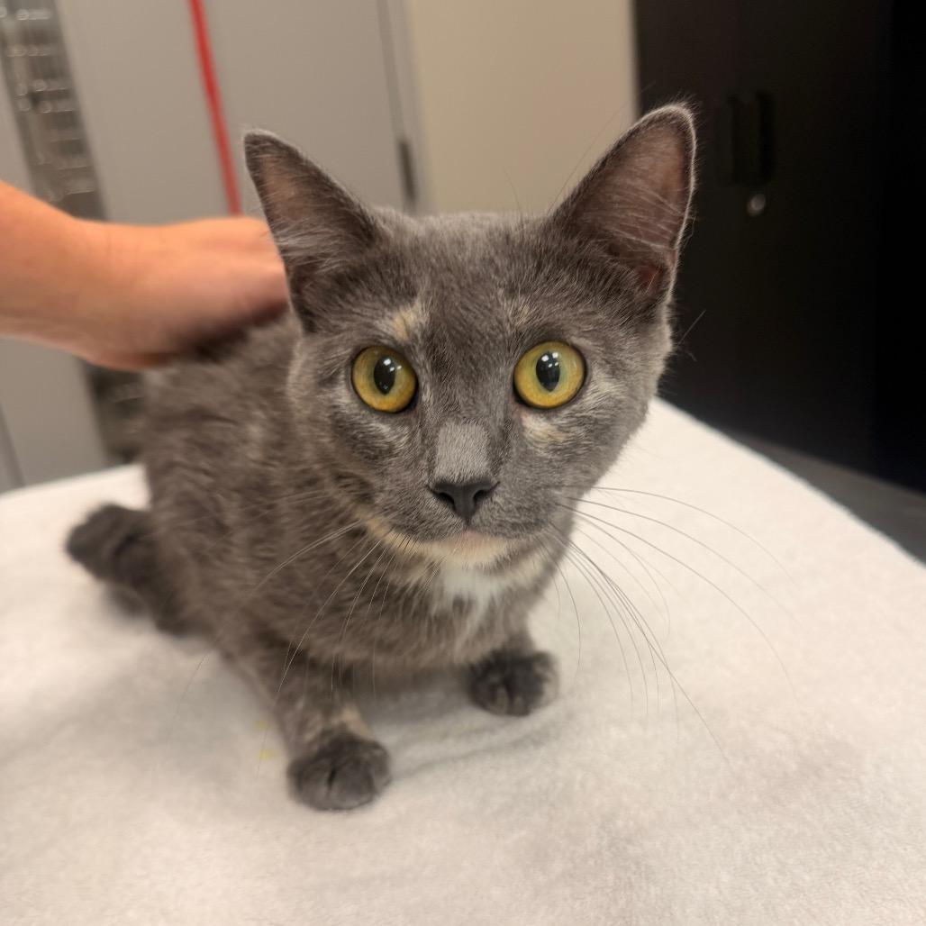 Ari, Adoptable, Adult Female Domestic Short Hair.