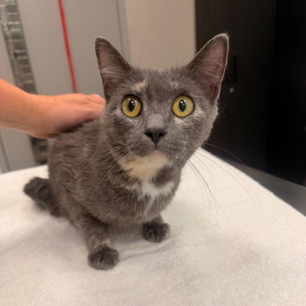 Ari, a Adoptable Domestic Short Hair in Sand Springs, OK image 2/2