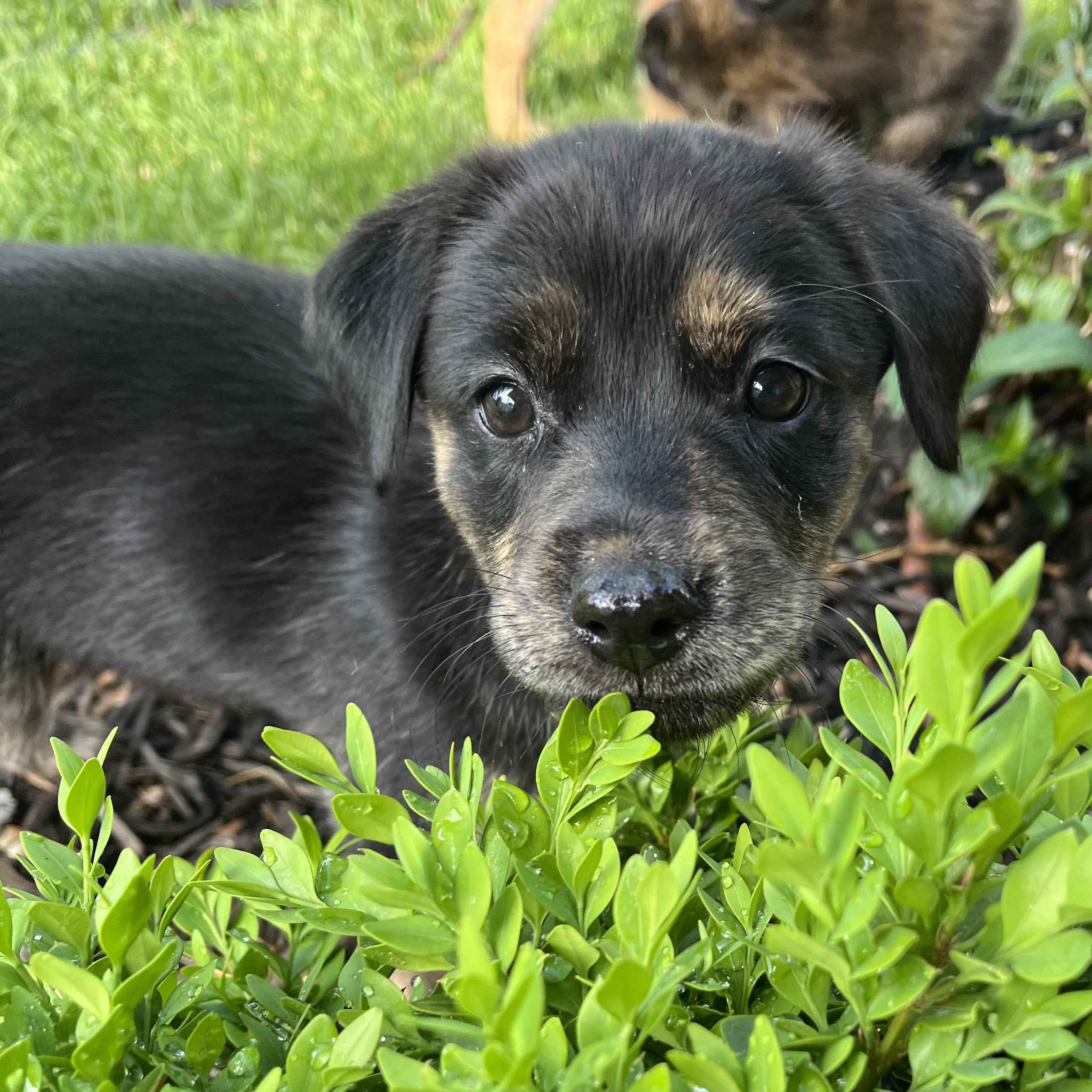 Chelsea, a Adoptable mixed breed in Minneapolis, MN image 2/4
