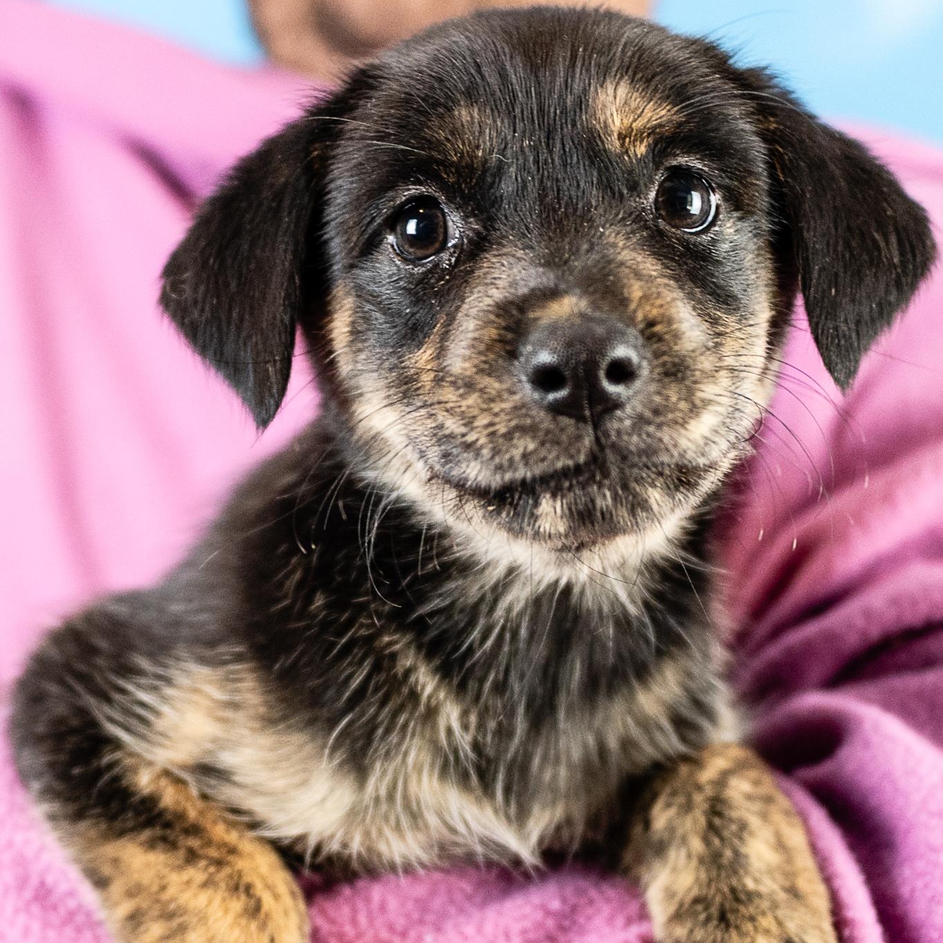 Chelsea, a Adoptable mixed breed in Minneapolis, MN image 4/4