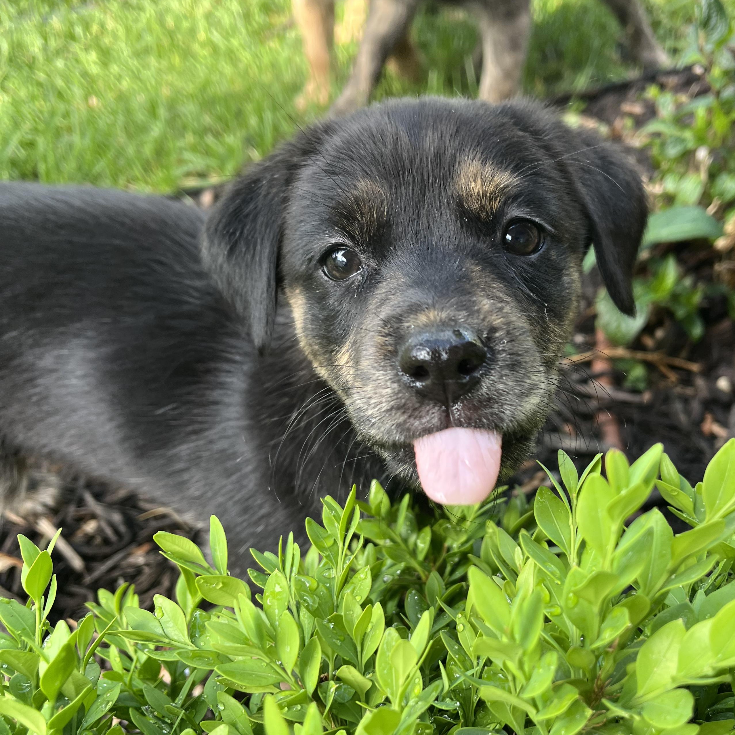 Chelsea, Adoptable, Puppy Female Retriever & Australian Shepherd.