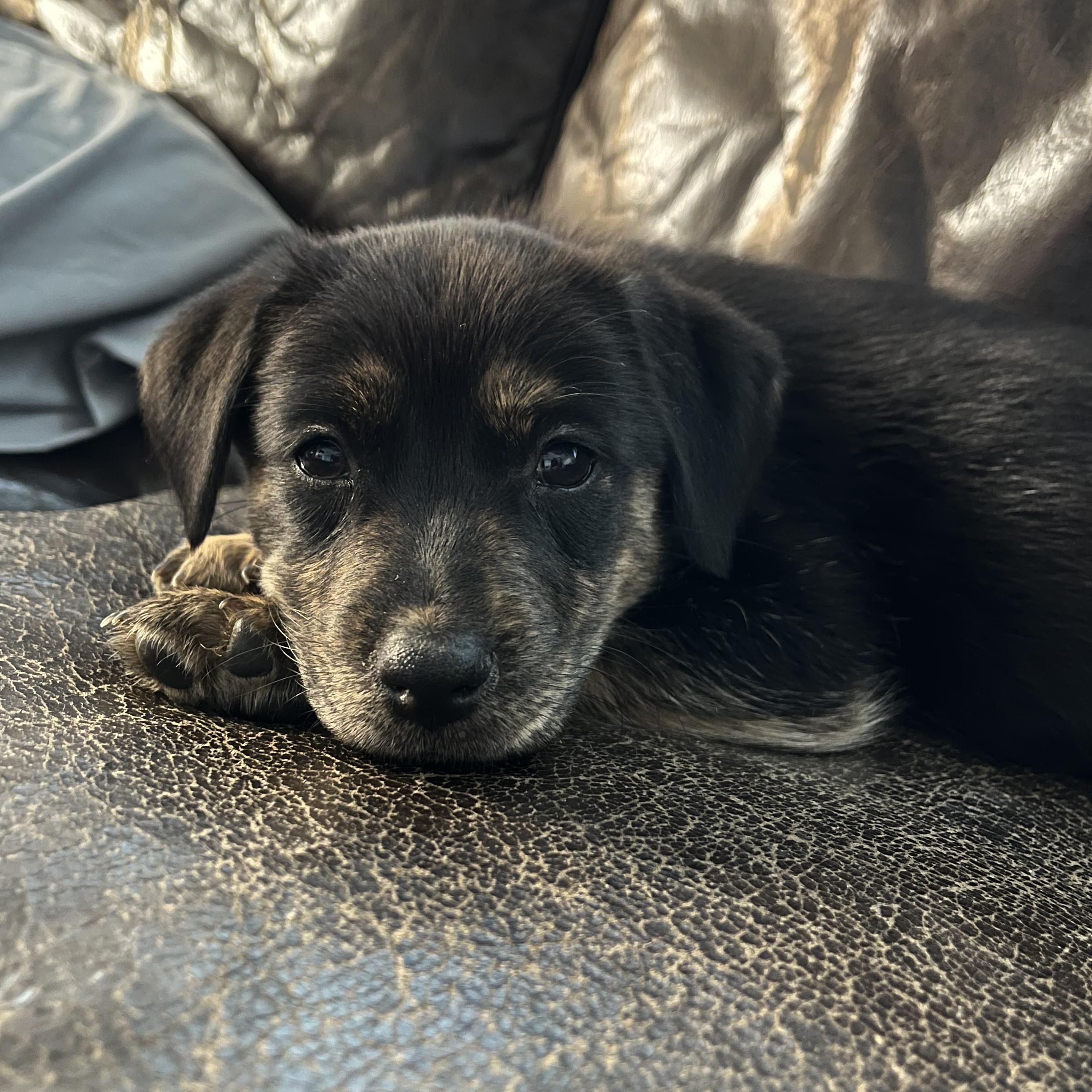 Chelsea, a Adoptable mixed breed in Minneapolis, MN image 3/4