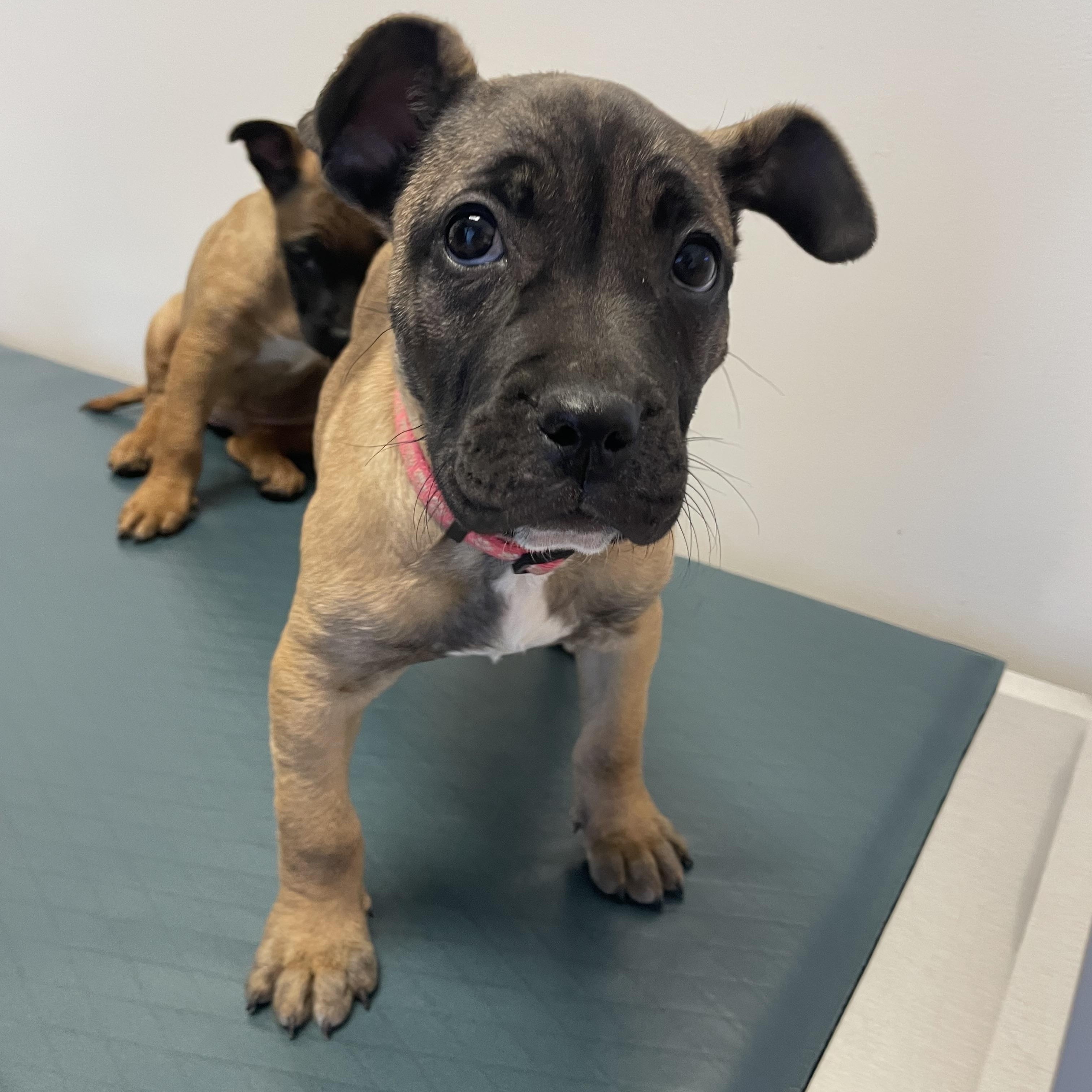 Janet Jackson - Diva Puppies, Adoptable, Puppy Female French Bulldog & Shepherd.
