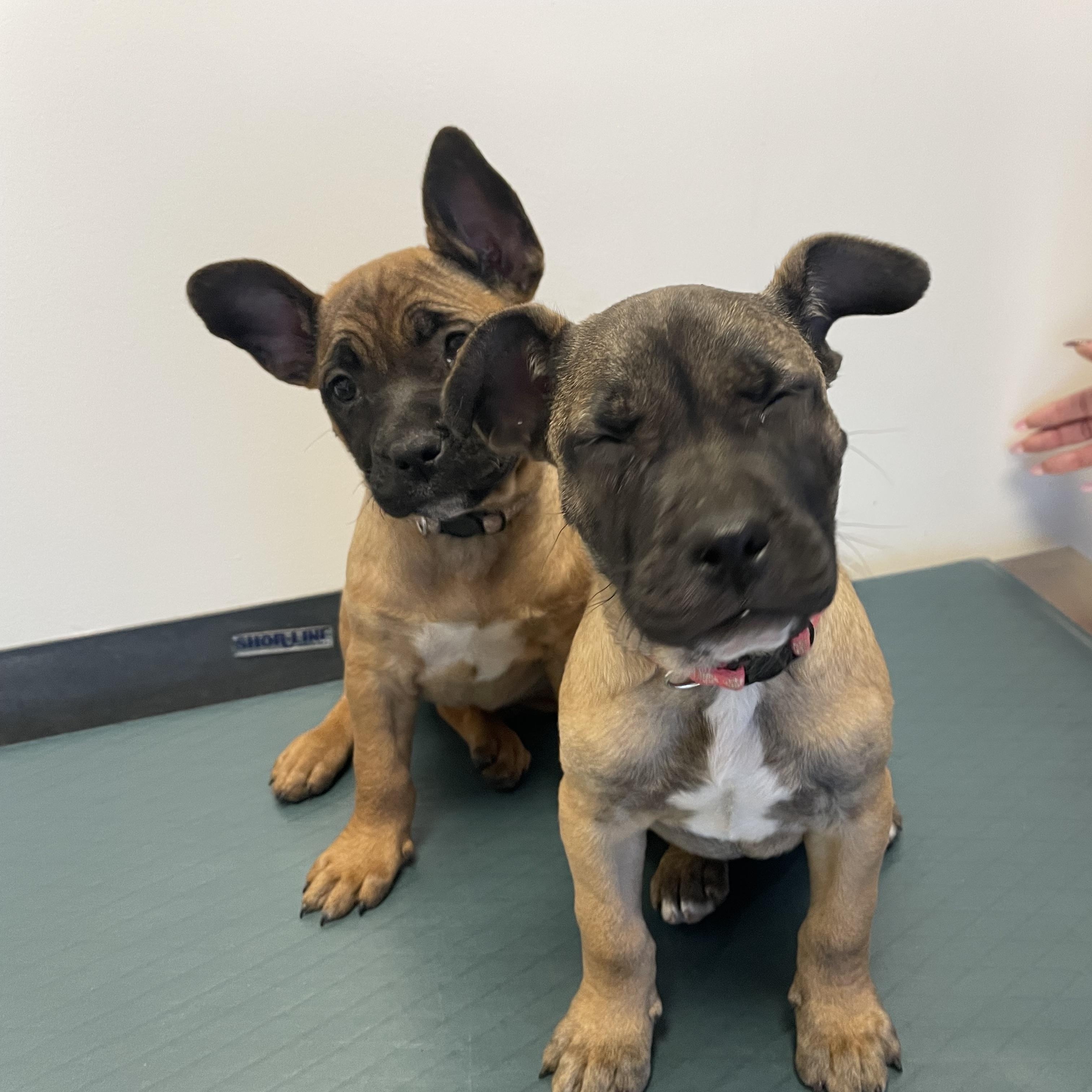 Enlarge Janet Jackson - Diva Puppies, a Adoptable mixed breed in Woodland Hills, CA image 3/3