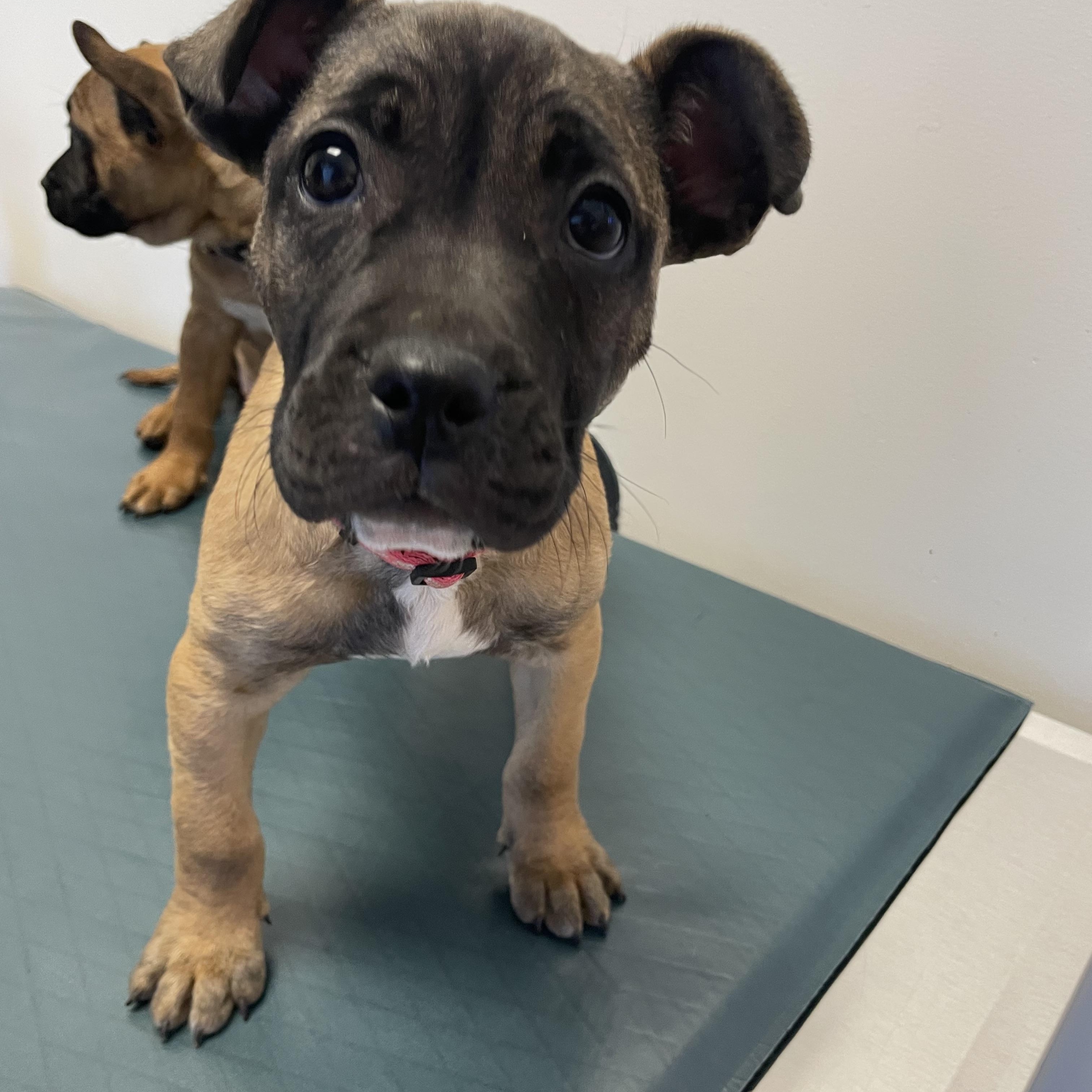 Enlarge Janet Jackson - Diva Puppies, a Adoptable mixed breed in Woodland Hills, CA image 2/3