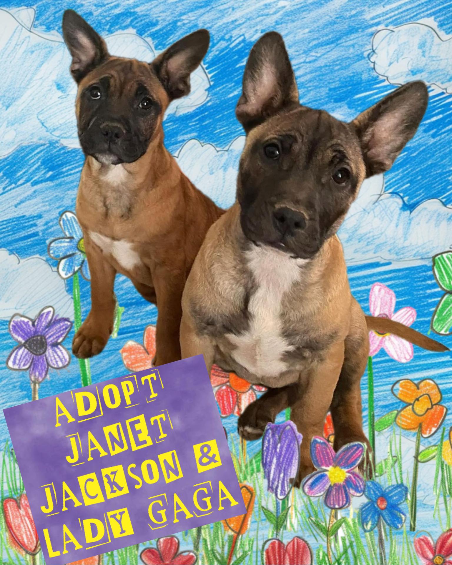 Enlarge j, a Adoptable mixed breed in Woodland Hills, CA image 1/4