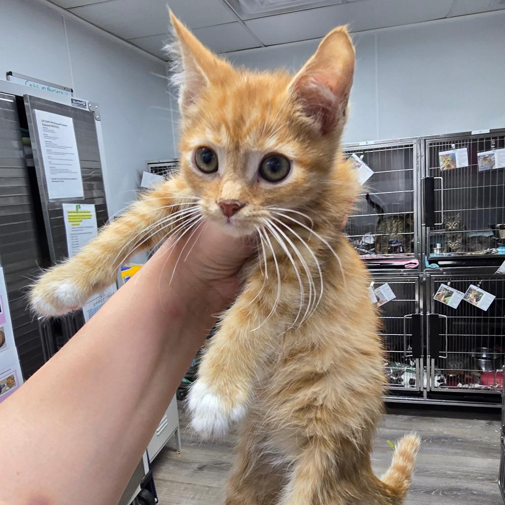Hubert (H Kit 3), Adoptable, Kitten Male Domestic Short Hair.