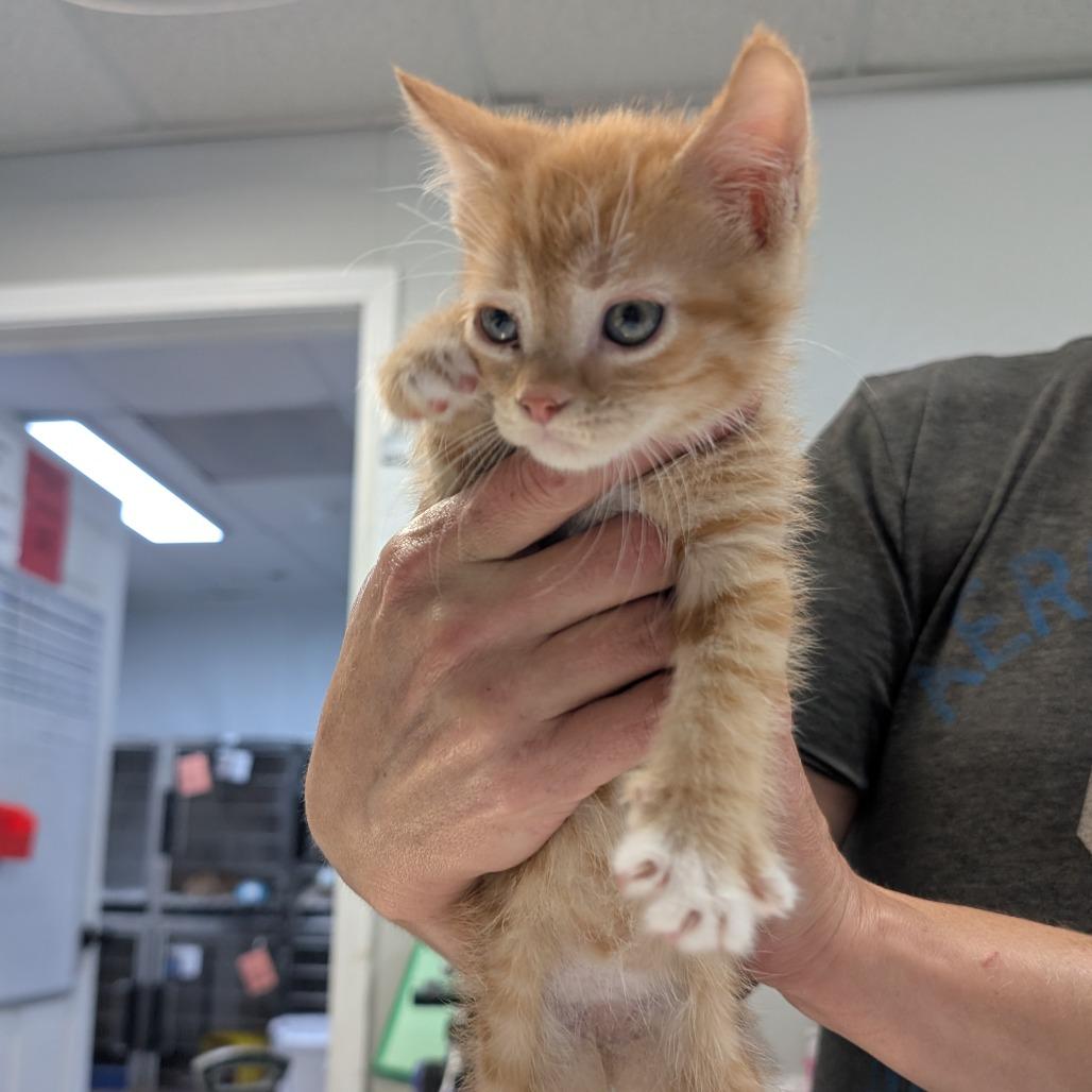 Hubert (H Kit 3), a Adoptable Domestic Short Hair in Marble, NC image 2/2