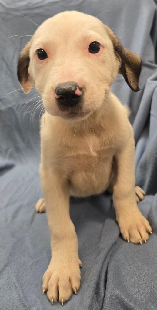 Minerva, a Adoptable mixed breed in Murphysboro, IL image 1/3