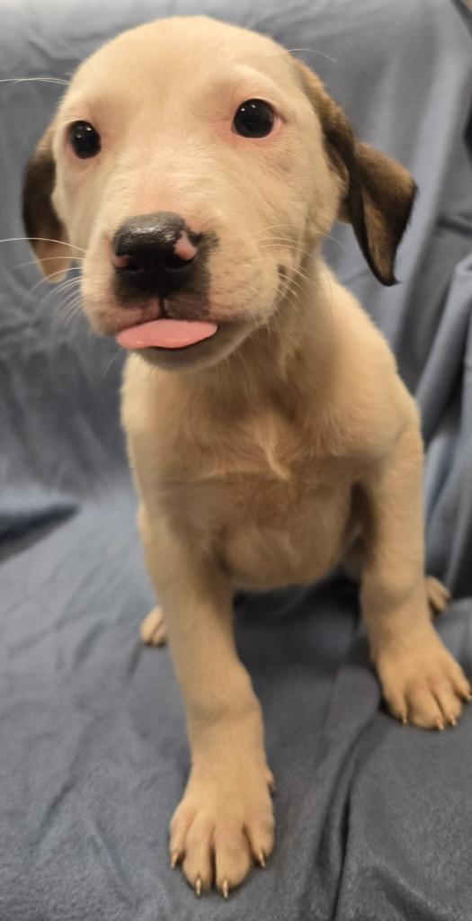 Minerva, a Adoptable mixed breed in Murphysboro, IL image 2/3