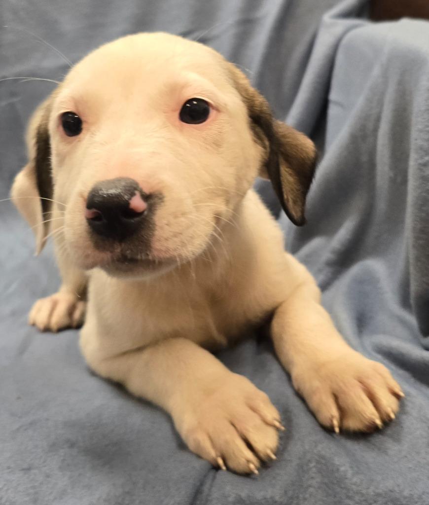 Minerva, a Adoptable mixed breed in Murphysboro, IL image 3/3