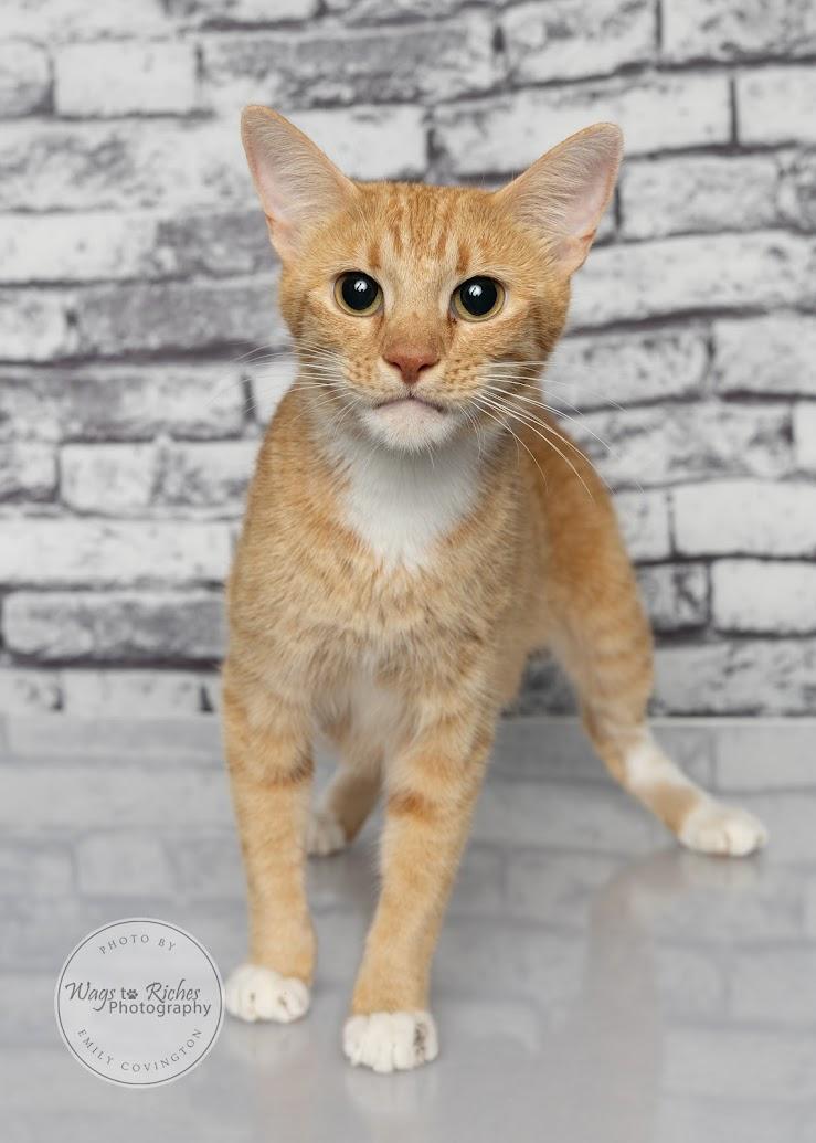 Enlarge Ariel, a Adoptable mixed breed in Tuscaloosa, AL image 5/6
