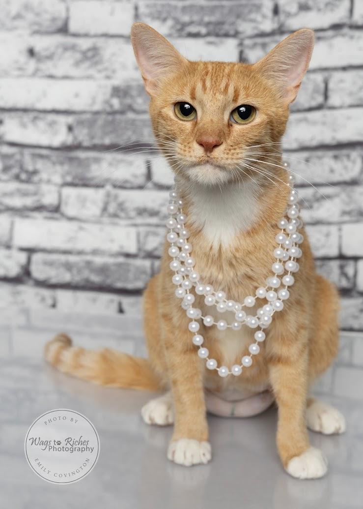 Enlarge Ariel, a Adoptable mixed breed in Tuscaloosa, AL image 3/6