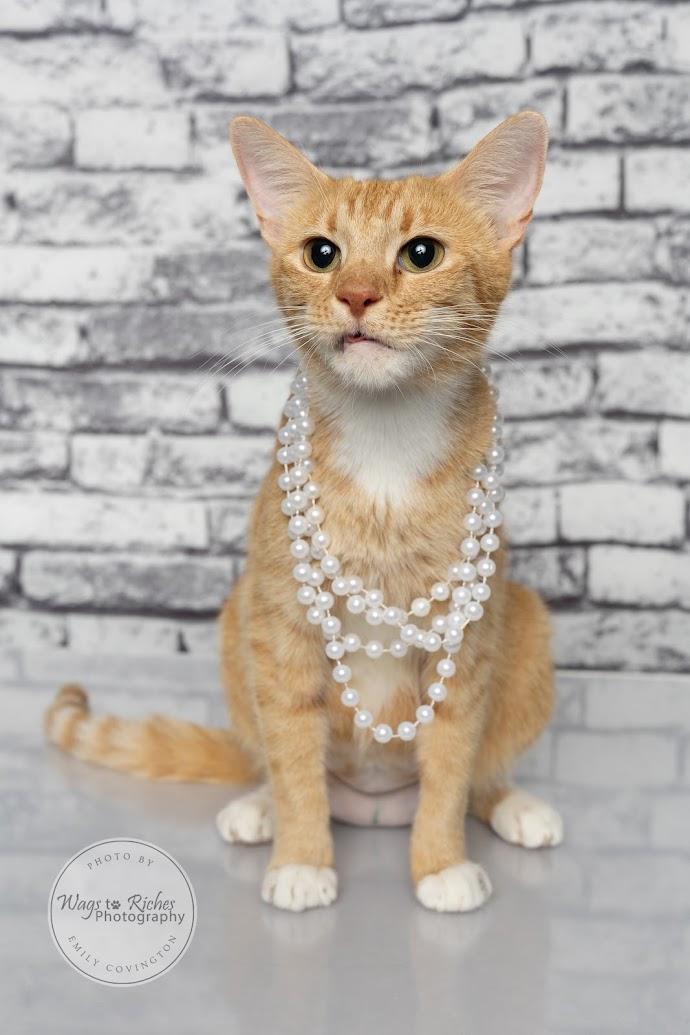 Enlarge Ariel, a Adoptable mixed breed in Tuscaloosa, AL image 1/6