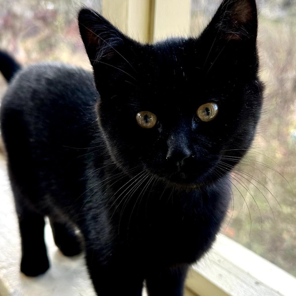 Enlarge Deelie, a Adoptable Domestic Short Hair in South Haven, MI image 1/6