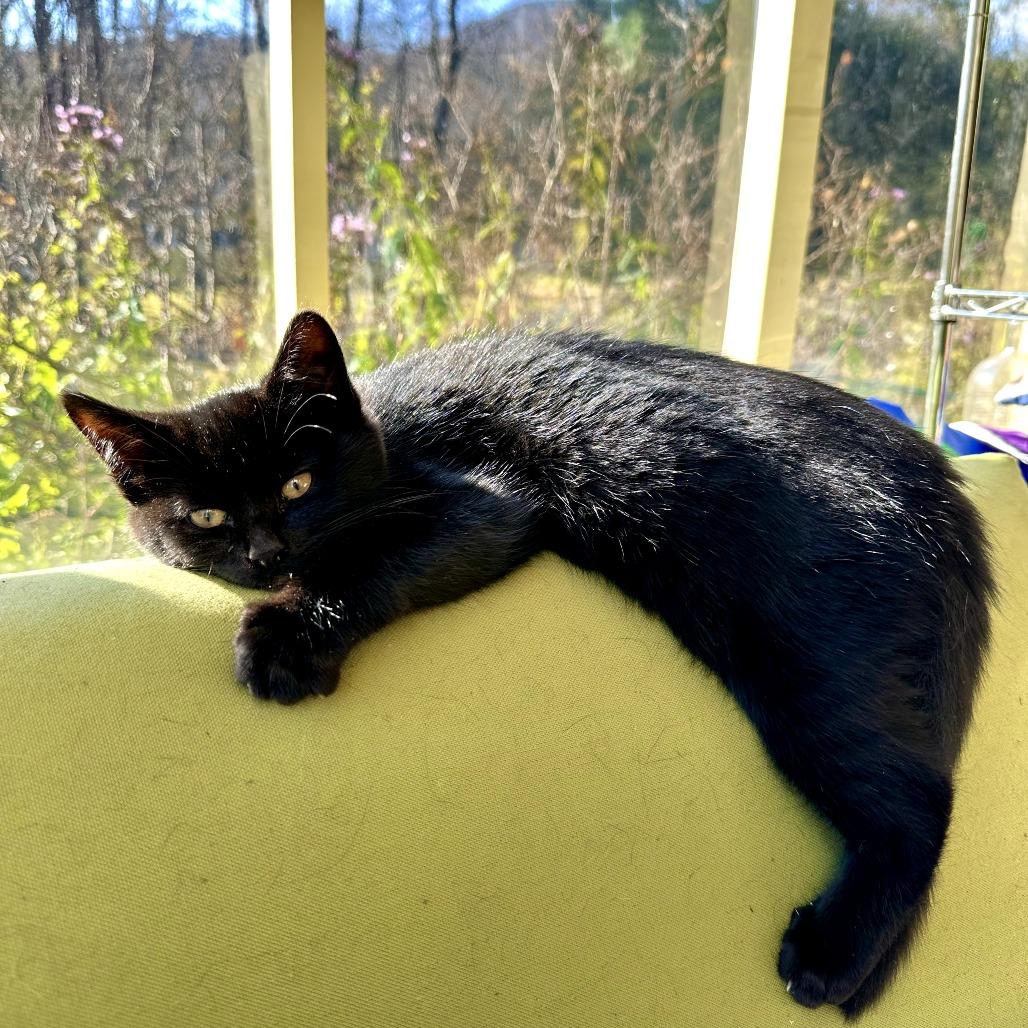 Enlarge Deelie, a Adoptable Domestic Short Hair in South Haven, MI image 2/6