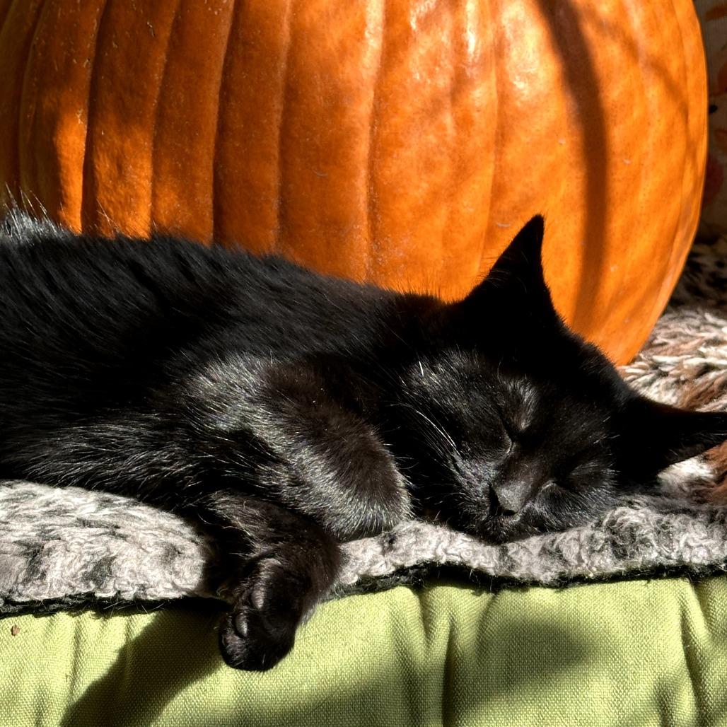 Enlarge Deelie, a Adoptable Domestic Short Hair in South Haven, MI image 3/6