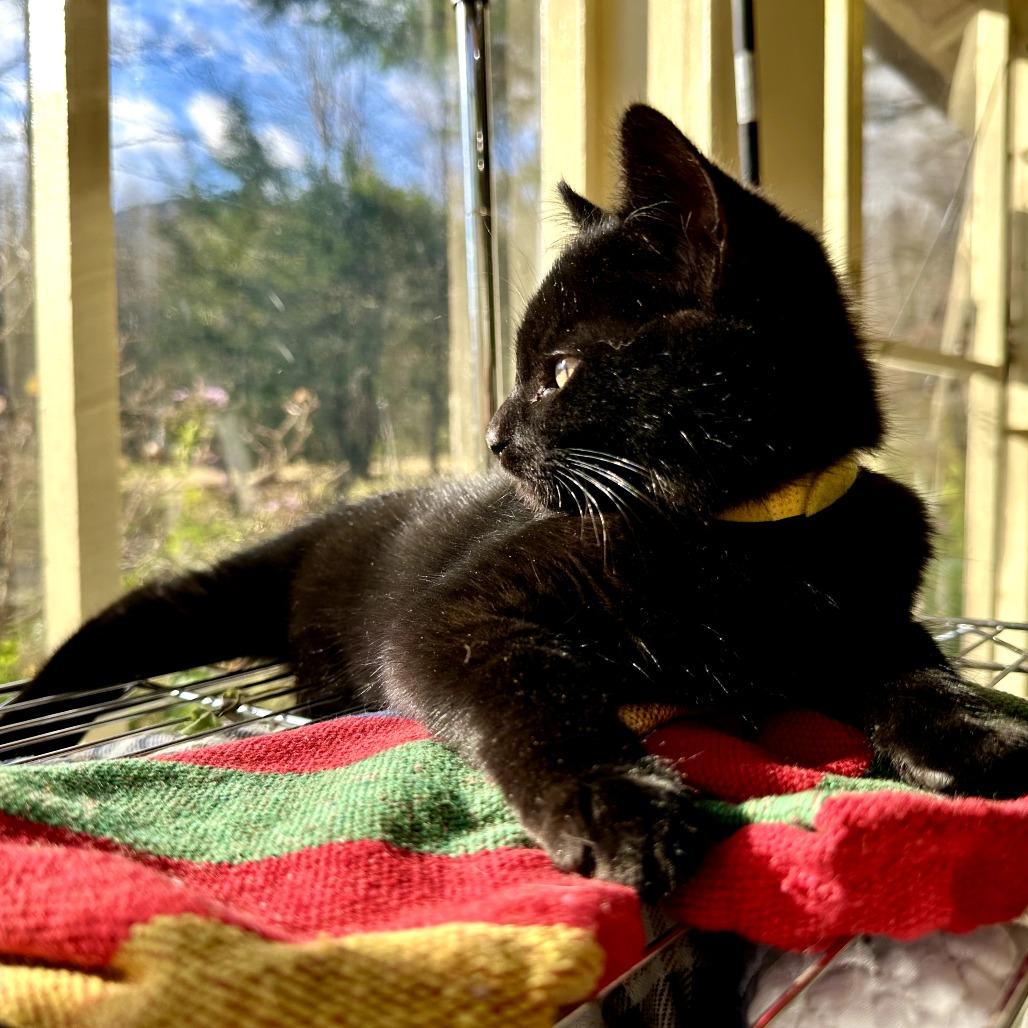 Enlarge Deelie, a Adoptable Domestic Short Hair in South Haven, MI image 4/6